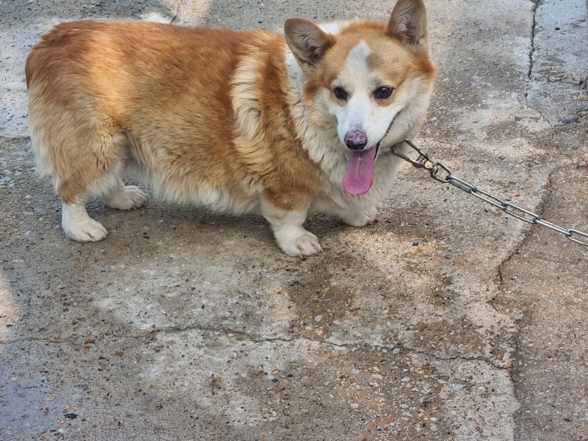 양산시 동물보호센터_448538202500188